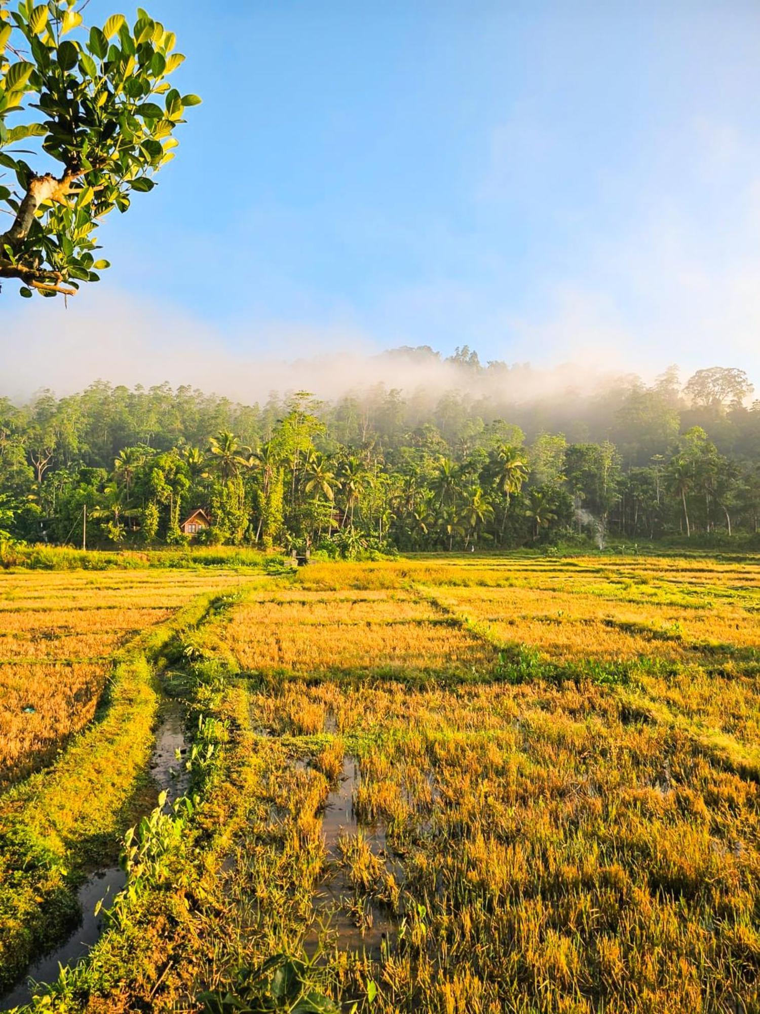Hotel Serene Sinharaja Deniyaya Zimmer foto